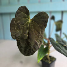 Load image into Gallery viewer, #FR28 Anthurium Papillilaminum x Dressleri