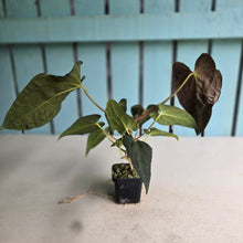 Load image into Gallery viewer, #FR28 Anthurium Papillilaminum x Dressleri