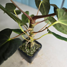 Load image into Gallery viewer, #FR28 Anthurium Papillilaminum x Dressleri