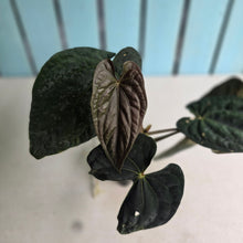 Load image into Gallery viewer, #FR20 Anthurium Papillilaminum x Dressleri