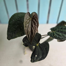 Load image into Gallery viewer, #FR20 Anthurium Papillilaminum x Dressleri