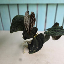 Load image into Gallery viewer, #FR20 Anthurium Papillilaminum x Dressleri