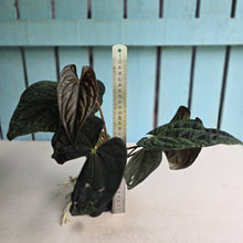 Load image into Gallery viewer, #FR20 Anthurium Papillilaminum x Dressleri