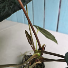 Load image into Gallery viewer, #FR20 Anthurium Papillilaminum x Dressleri