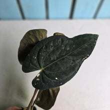 Load image into Gallery viewer, #FR20 Anthurium Papillilaminum x Dressleri