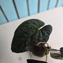 Load image into Gallery viewer, #FR20 Anthurium Papillilaminum x Dressleri