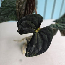 Load image into Gallery viewer, #FR20 Anthurium Papillilaminum x Dressleri