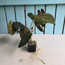 Load image into Gallery viewer, #FR20 Anthurium Papillilaminum x Dressleri
