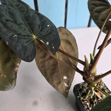 Load image into Gallery viewer, #FR20 Anthurium Papillilaminum x Dressleri