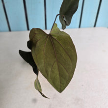 Load image into Gallery viewer, #FR21 Anthurium Reverse Black Cherry x RVDP