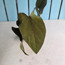 Load image into Gallery viewer, #FR21 Anthurium Reverse Black Cherry x RVDP