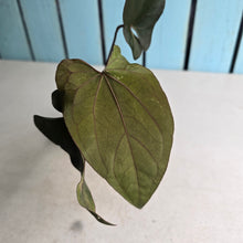 Load image into Gallery viewer, #FR21 Anthurium Reverse Black Cherry x RVDP