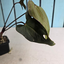 Load image into Gallery viewer, #FR21 Anthurium Reverse Black Cherry x RVDP