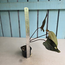 Load image into Gallery viewer, #FR21 Anthurium Reverse Black Cherry x RVDP