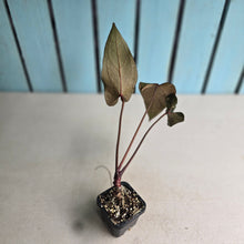 Load image into Gallery viewer, #FR21 Anthurium Reverse Black Cherry x RVDP