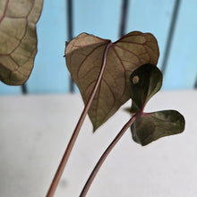 Load image into Gallery viewer, #FR21 Anthurium Reverse Black Cherry x RVDP