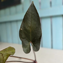 Load image into Gallery viewer, #FR21 Anthurium Reverse Black Cherry x RVDP