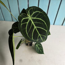 Load image into Gallery viewer, #FR5 Anthurium Dorayaki Silver x Besseae aff 'Red'