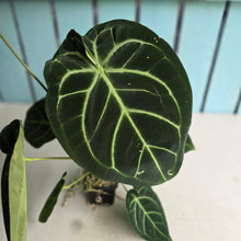 Load image into Gallery viewer, #FR5 Anthurium Dorayaki Silver x Besseae aff 'Red'