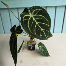 Load image into Gallery viewer, #FR5 Anthurium Dorayaki Silver x Besseae aff 'Red'