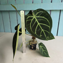 Load image into Gallery viewer, #FR5 Anthurium Dorayaki Silver x Besseae aff 'Red'