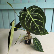 Load image into Gallery viewer, #FR5 Anthurium Dorayaki Silver x Besseae aff 'Red'
