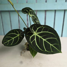 Load image into Gallery viewer, #FR5 Anthurium Dorayaki Silver x Besseae aff 'Red'