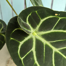 Load image into Gallery viewer, #FR5 Anthurium Dorayaki Silver x Besseae aff 'Red'
