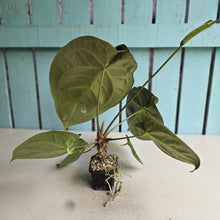 Load image into Gallery viewer, #FR5 Anthurium Dorayaki Silver x Besseae aff 'Red'