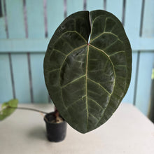 Load image into Gallery viewer, #FR15 Anthurium 'Red Crystal' x AOS