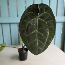 Load image into Gallery viewer, #FR15 Anthurium 'Red Crystal' x AOS