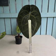 Load image into Gallery viewer, #FR15 Anthurium 'Red Crystal' x AOS