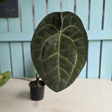 Load image into Gallery viewer, #FR15 Anthurium 'Red Crystal' x AOS