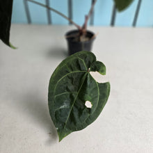 Load image into Gallery viewer, #FR15 Anthurium 'Red Crystal' x AOS
