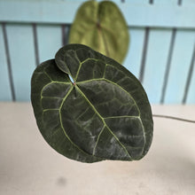 Load image into Gallery viewer, #FR15 Anthurium 'Red Crystal' x AOS