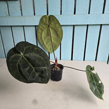 Load image into Gallery viewer, #FR15 Anthurium 'Red Crystal' x AOS