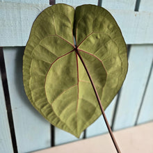 Load image into Gallery viewer, #FR15 Anthurium 'Red Crystal' x AOS