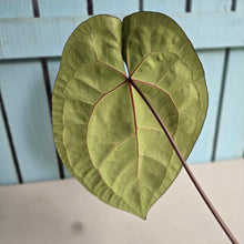Load image into Gallery viewer, #FR15 Anthurium 'Red Crystal' x AOS