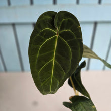 Load image into Gallery viewer, #FR24 Anthurium Forgetii Hybrid Variegated x 'Jayda' - The Plant Plug Hybrid