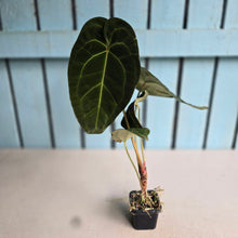 Load image into Gallery viewer, #FR24 Anthurium Forgetii Hybrid Variegated x 'Jayda' - The Plant Plug Hybrid
