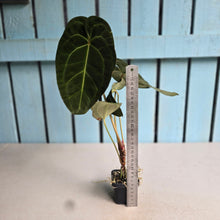 Load image into Gallery viewer, #FR24 Anthurium Forgetii Hybrid Variegated x 'Jayda' - The Plant Plug Hybrid