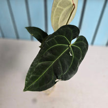 Load image into Gallery viewer, #FR24 Anthurium Forgetii Hybrid Variegated x 'Jayda' - The Plant Plug Hybrid