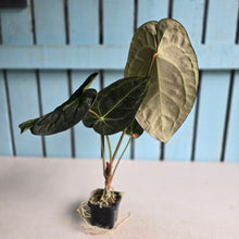 Load image into Gallery viewer, #FR24 Anthurium Forgetii Hybrid Variegated x 'Jayda' - The Plant Plug Hybrid
