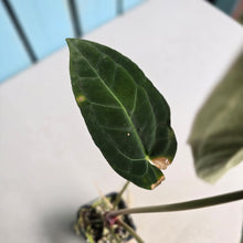 Load image into Gallery viewer, #FR24 Anthurium Forgetii Hybrid Variegated x 'Jayda' - The Plant Plug Hybrid