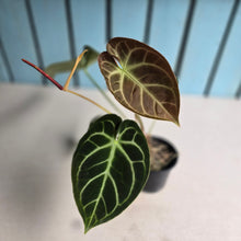 Load image into Gallery viewer, #FR23 Anthurium Dorayaki Silver x Besseae aff 'Red'