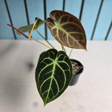 Load image into Gallery viewer, #FR23 Anthurium Dorayaki Silver x Besseae aff 'Red'