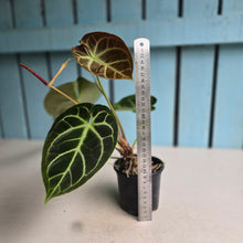 Load image into Gallery viewer, #FR23 Anthurium Dorayaki Silver x Besseae aff 'Red'