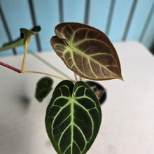 Load image into Gallery viewer, #FR23 Anthurium Dorayaki Silver x Besseae aff 'Red'