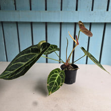 Load image into Gallery viewer, #FR23 Anthurium Dorayaki Silver x Besseae aff 'Red'