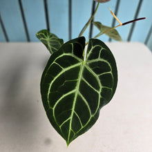 Load image into Gallery viewer, #FR23 Anthurium Dorayaki Silver x Besseae aff 'Red'